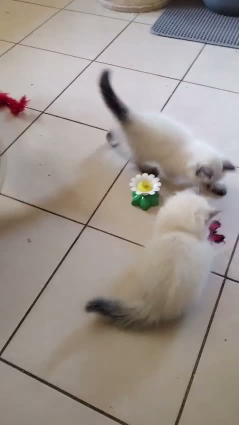 Siberian cats for sale: Sibirian Neva Masquerade kittens  - Video 1