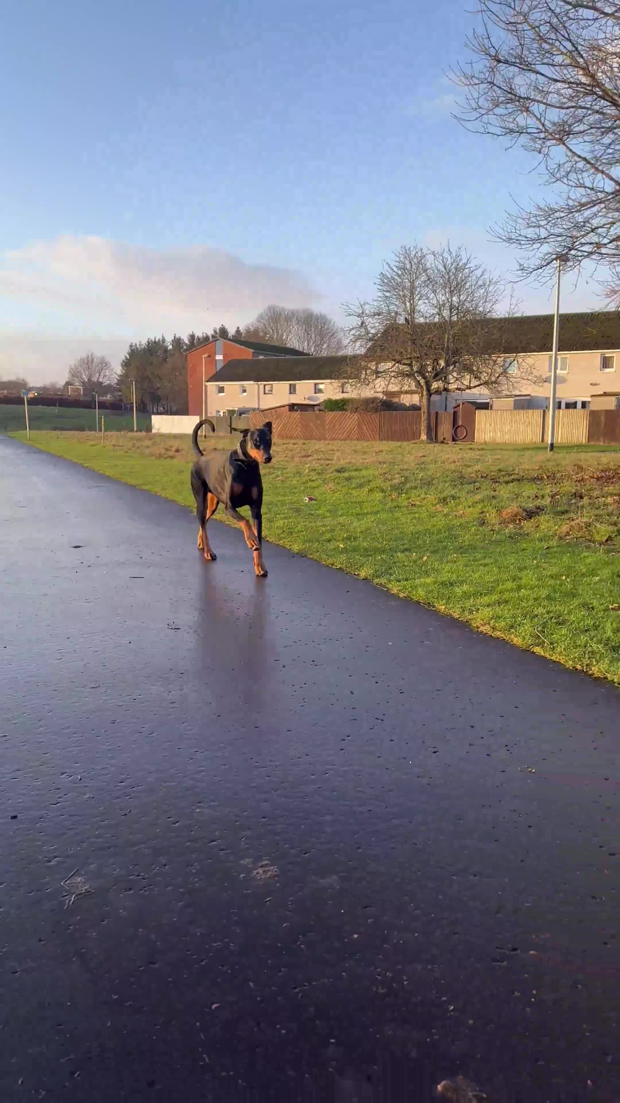 Dobermann dogs for sale: Wonderful Doberman for unfortunate adoption  - Video 4