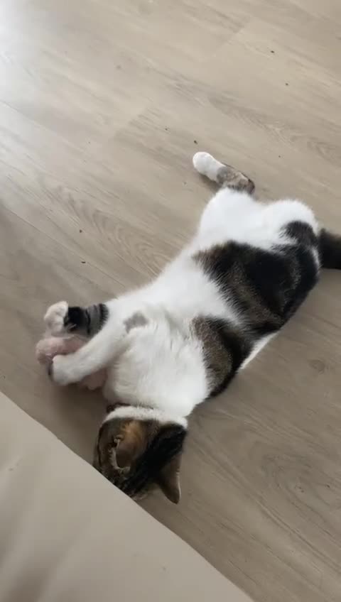 Mixed Breed cats for adoption: Spot looking for his forever home in Hook - Video 1