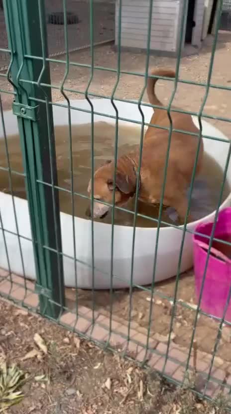 Mixed Breed dogs for adoption: REX - 🆘 Please don’t let me die in the kennels.  - Video 1