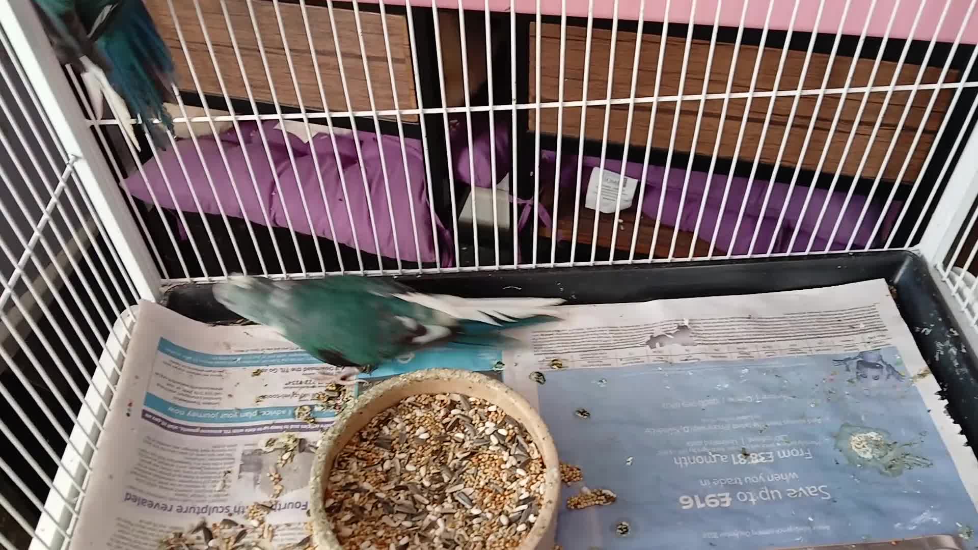 Parakeets birds for sale: 1 pair of kakarikis  - Video 1