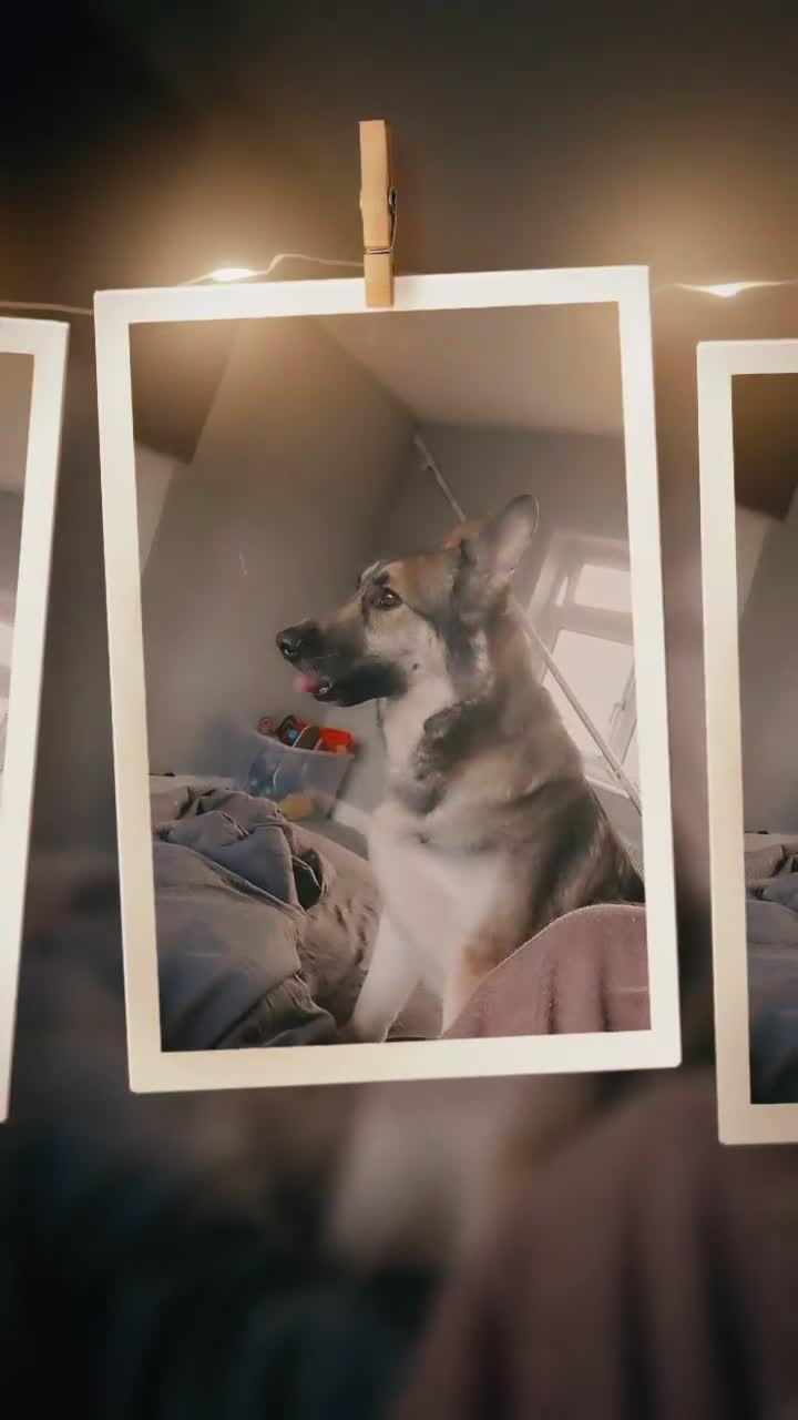 German Shepherd dogs for sale: River female German shepherd  - Video 4