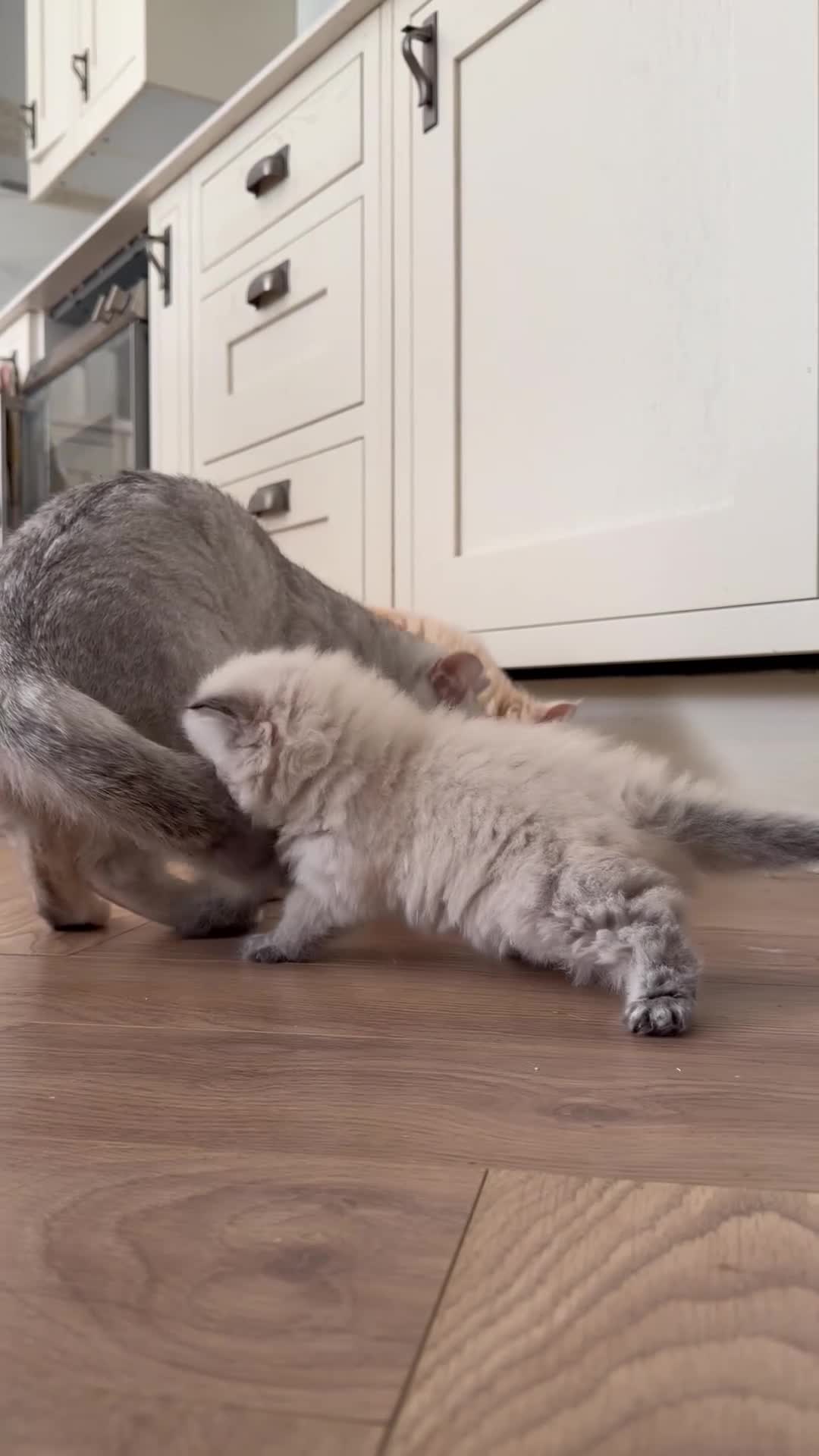 British Longhair cats for sale:   British Longhair male kitten  - Video 3