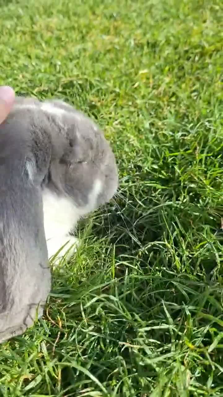 French Lop rabbits for sale: Giant French Lop Buck - Video 2