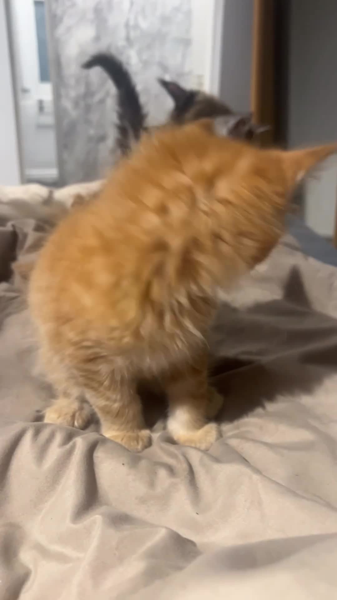 Maine Coon cats for sale: Maine coon kittens for sale  in Leeds - Video 3