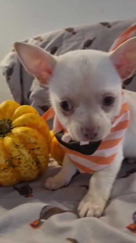Chihuahua dogs for sale: Gorgeous Smooth coat KC registered chihuahuas - Video 1