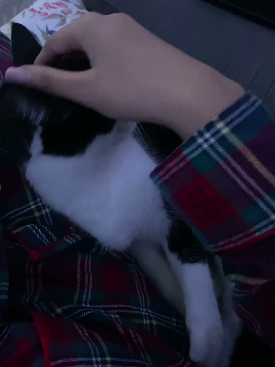 Mixed Breed cats for sale: Cat rehomed  - Video 1
