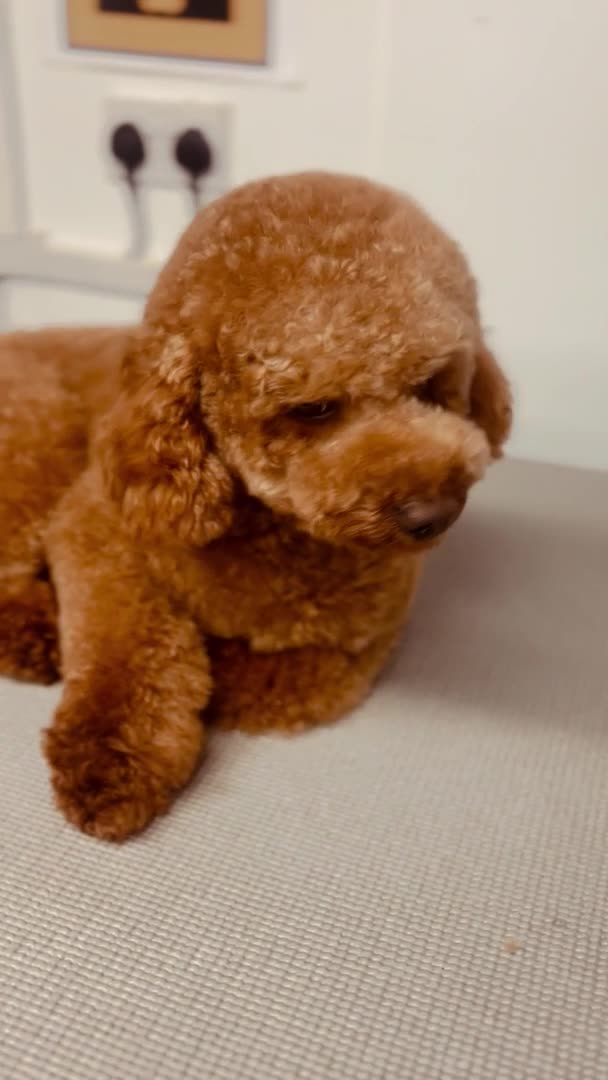 Toy Poodle dogs for stud: Leo Toy Poodle fox red Stud in Telford - Video 1
