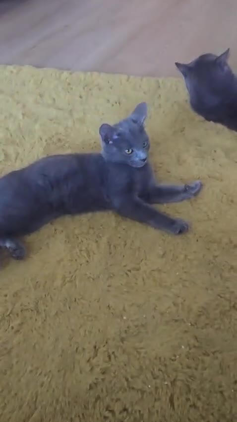 Turkish Angora cats for sale: Beautiful Kittens Looking for Their Forever Homes  - Video 1