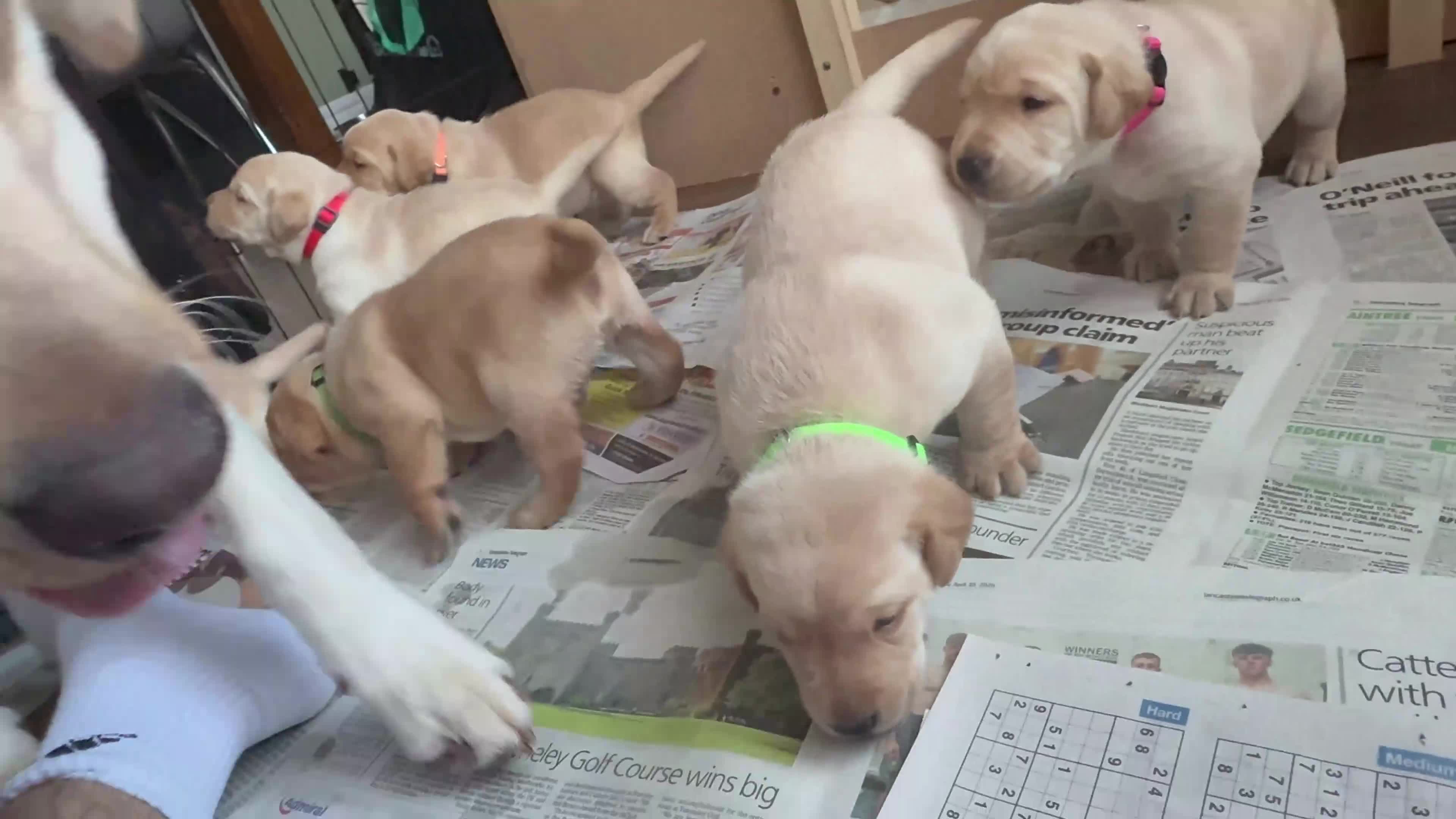 Labrador Retriever dogs for sale: KC Reg Fox Red / Blonde  Lab Puppies – Home Reared - Video 1