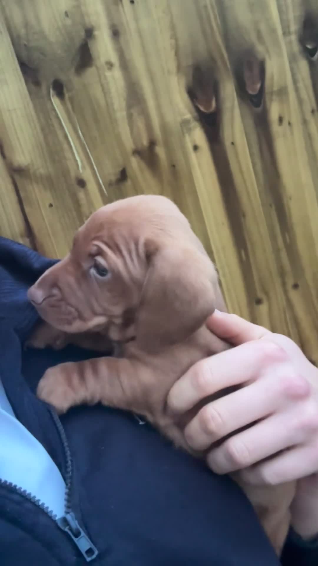 Miniature Dachshund dogs for sale: Last Blonde / red male available  - Video 1