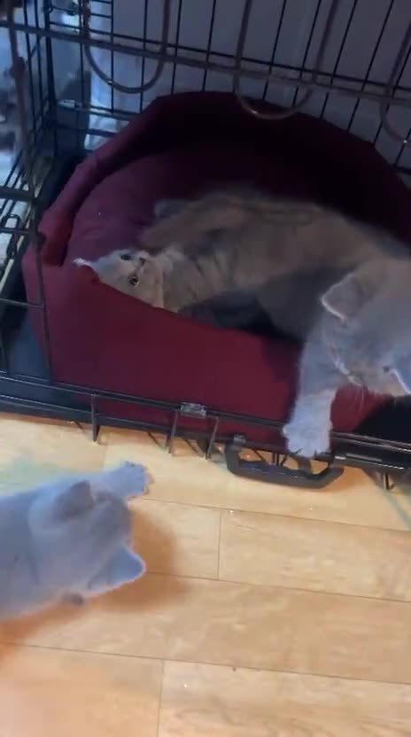 British Shorthair cats for sale: !!! Pure Blood Champions Pedigree BSH Kittens!!! - Video 2