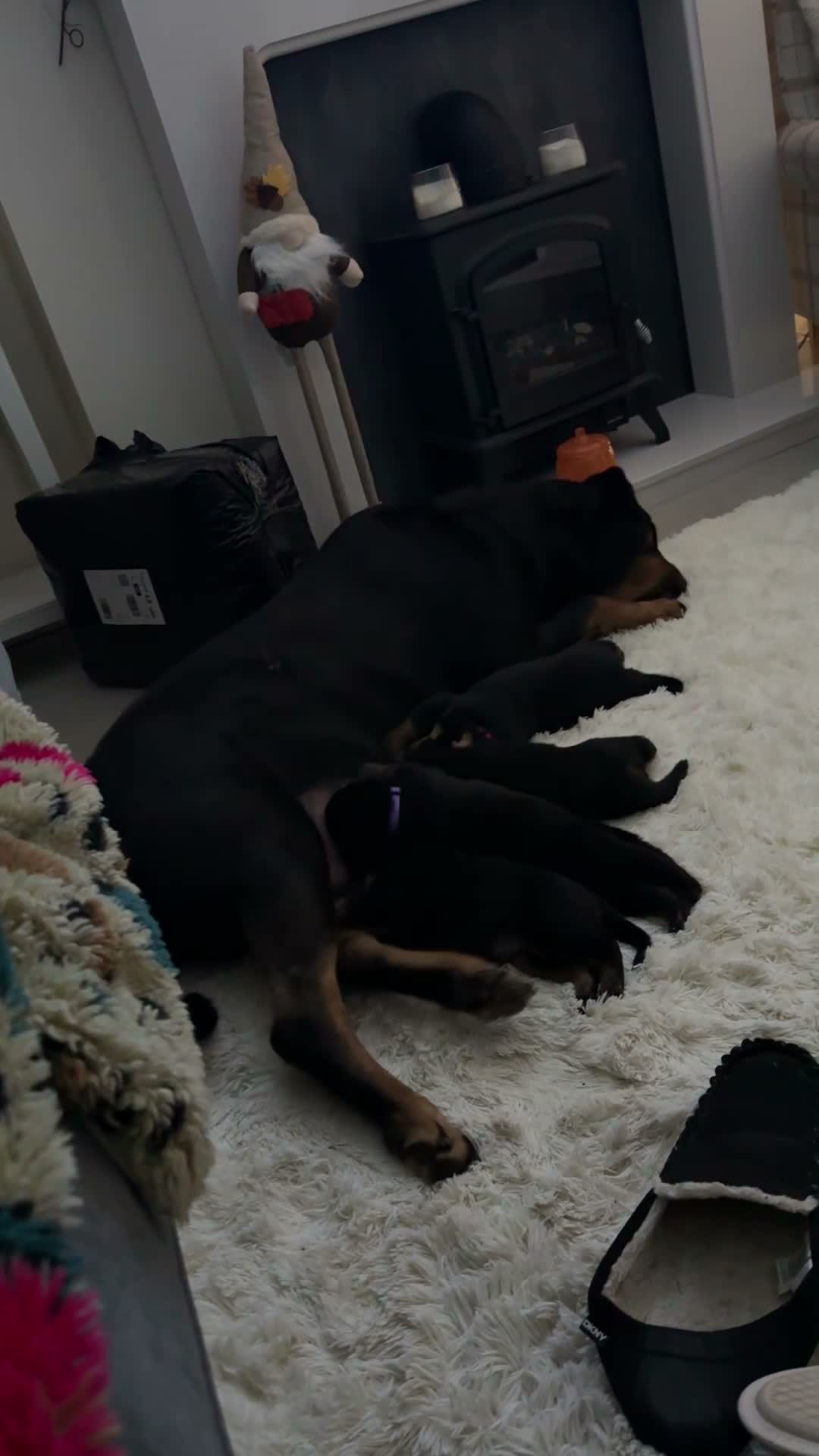 Rottweiler dogs for sale: rottweiler puppys - Video 3