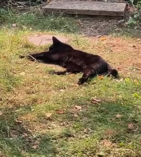 Bombay cats for sale: Lovely Besley - Video 2