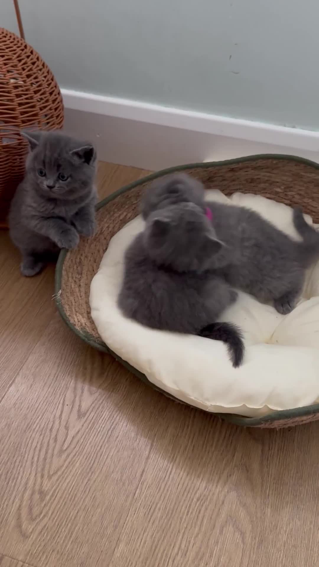 British Shorthair cats for sale: BeautifulScottish folds Ready now! Quality kittens - Video 2