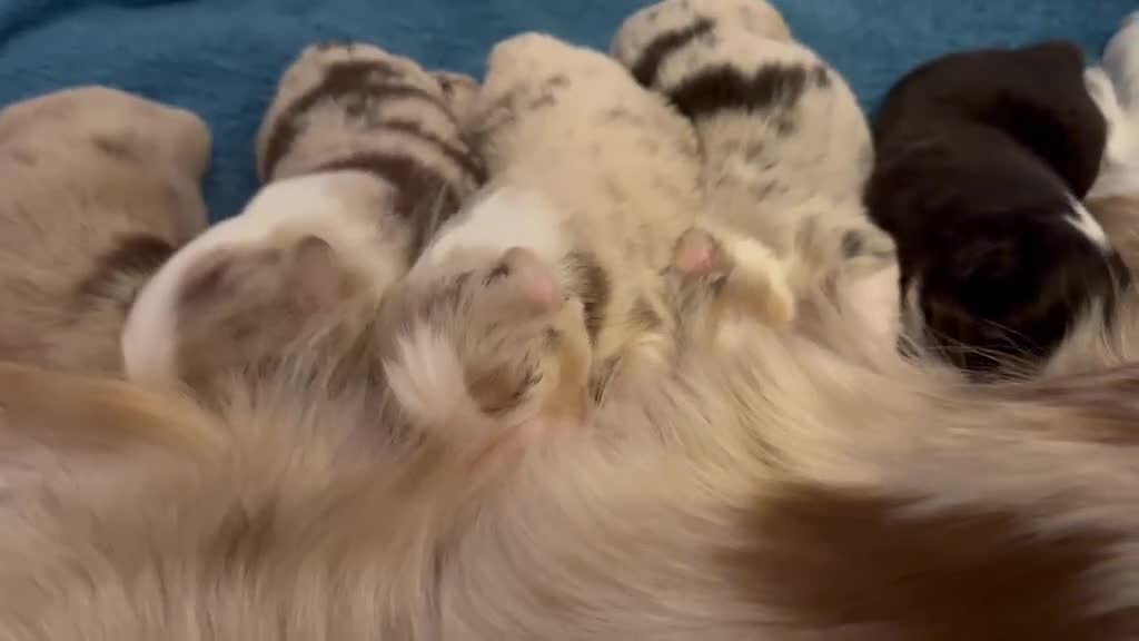 Miniature American Shepherd dogs for sale: ** 1 puppy left ** Mini American Shepherd Puppy - Video 1