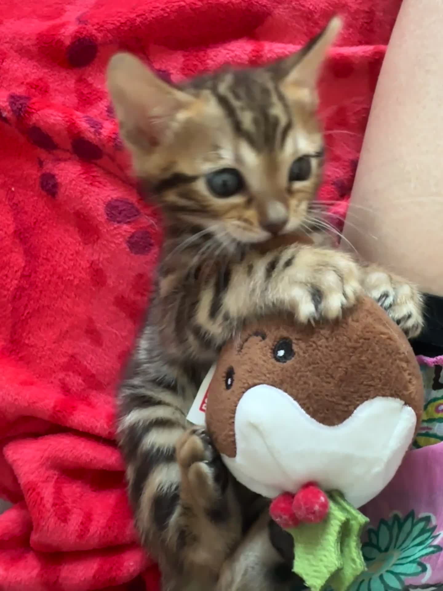 Bengal cats for sale: baby bengal male - Video 1
