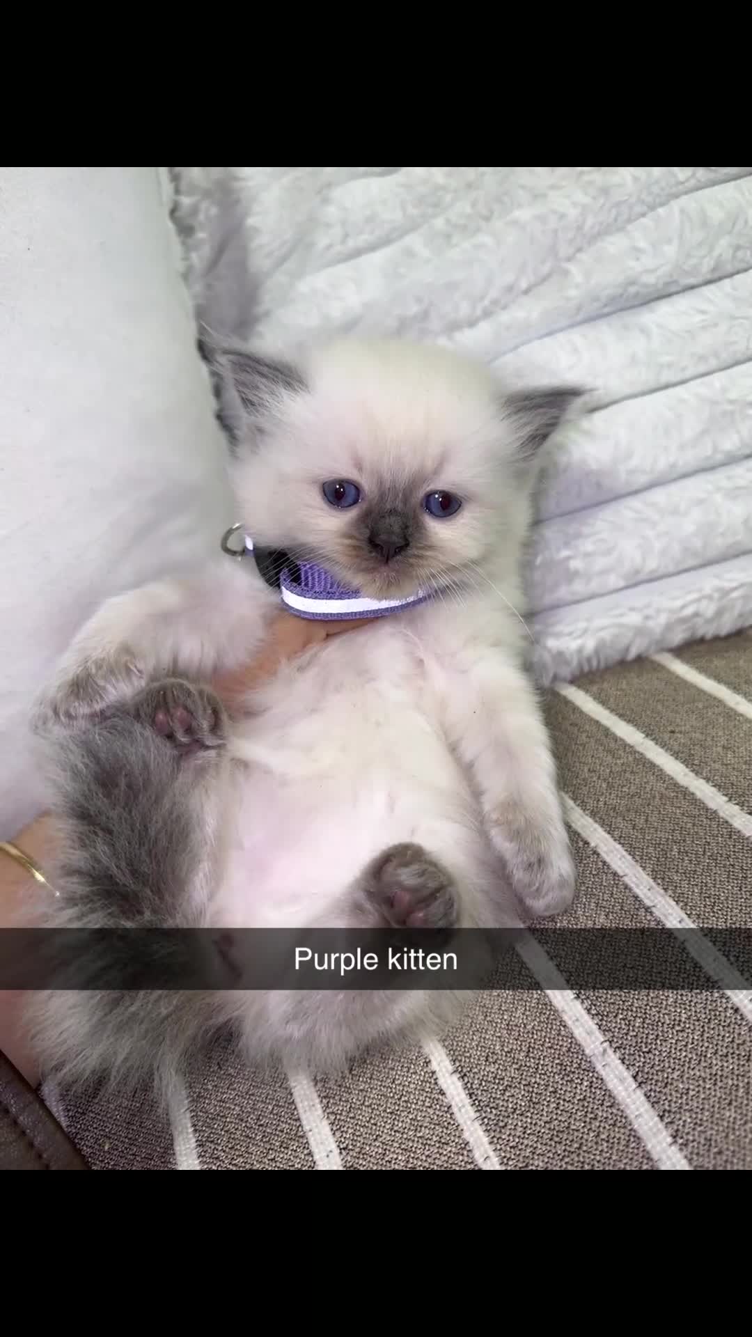 Ragdoll cats for sale: Cute ragdolls for sale  in London - Video 4
