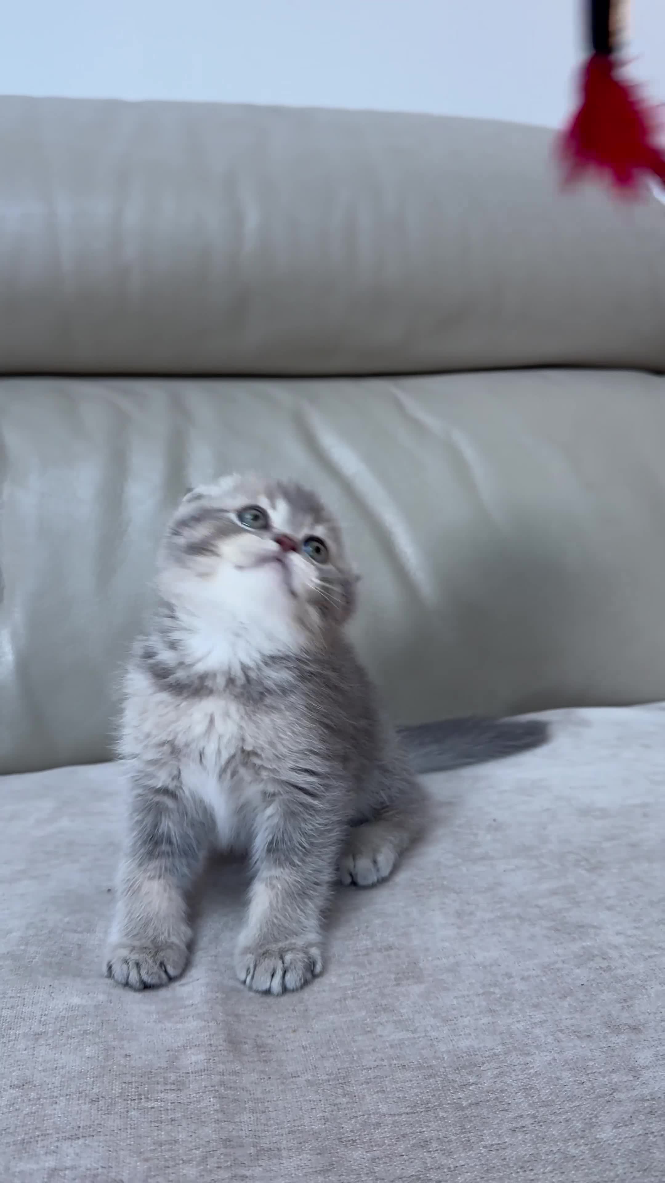 Scottish Fold cats for sale: Full pedigree Scottish fold kittens - Video 2