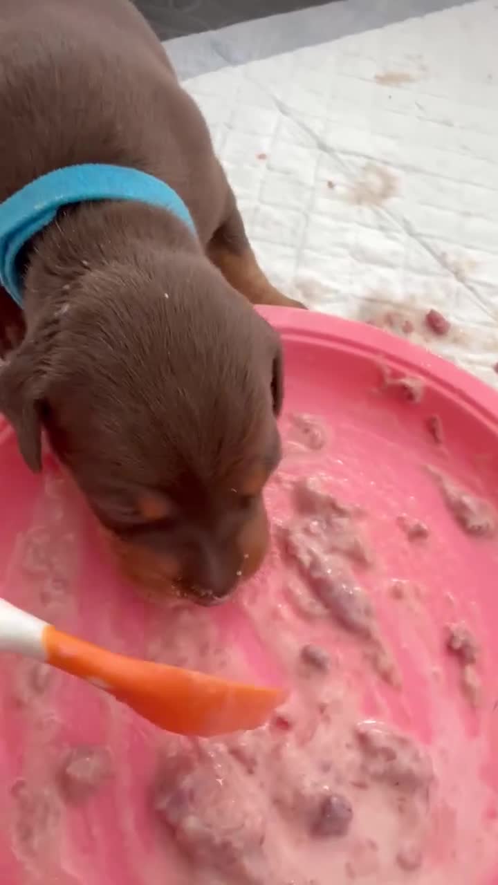 Miniature Pinscher dogs for sale: Chocolate and tan miniature pinschers  - Video 2