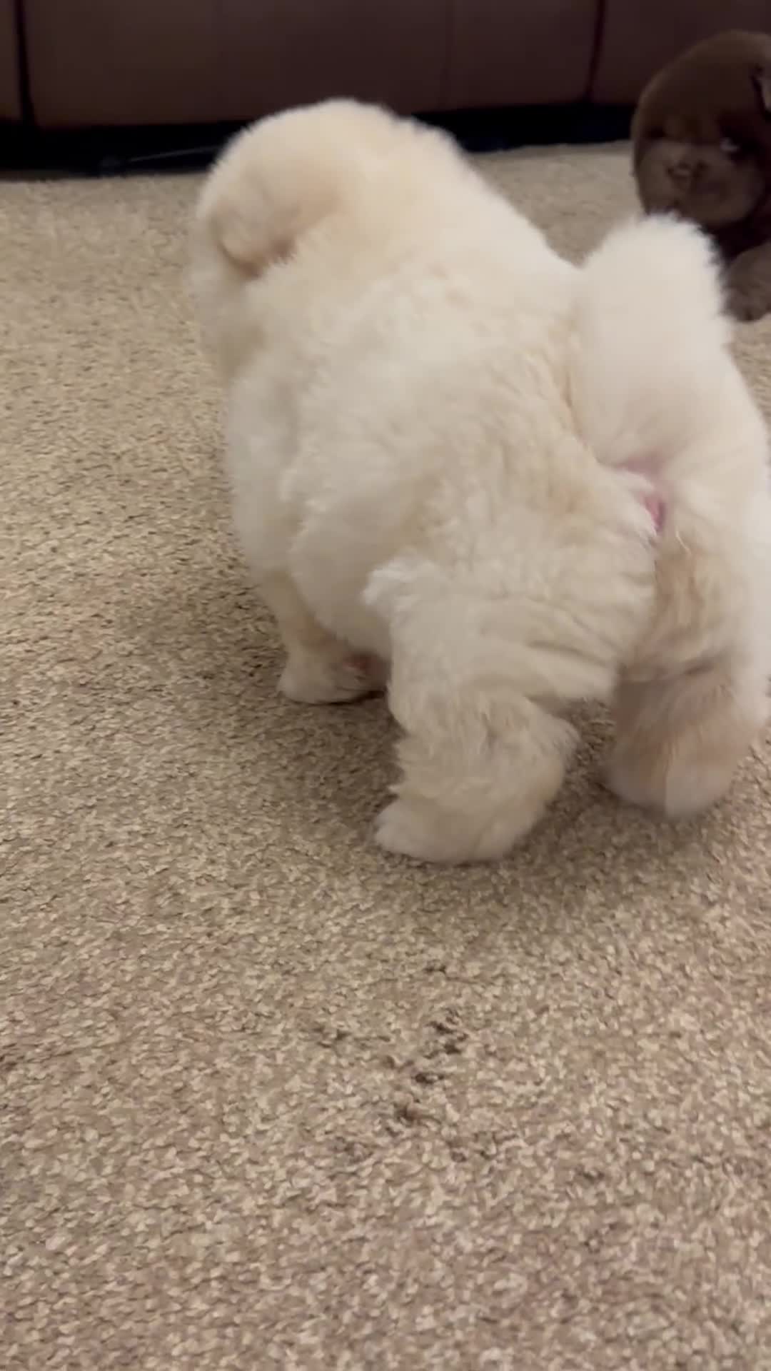 Chow Chow dogs for sale: Outstanding Baby Bears - Video 1