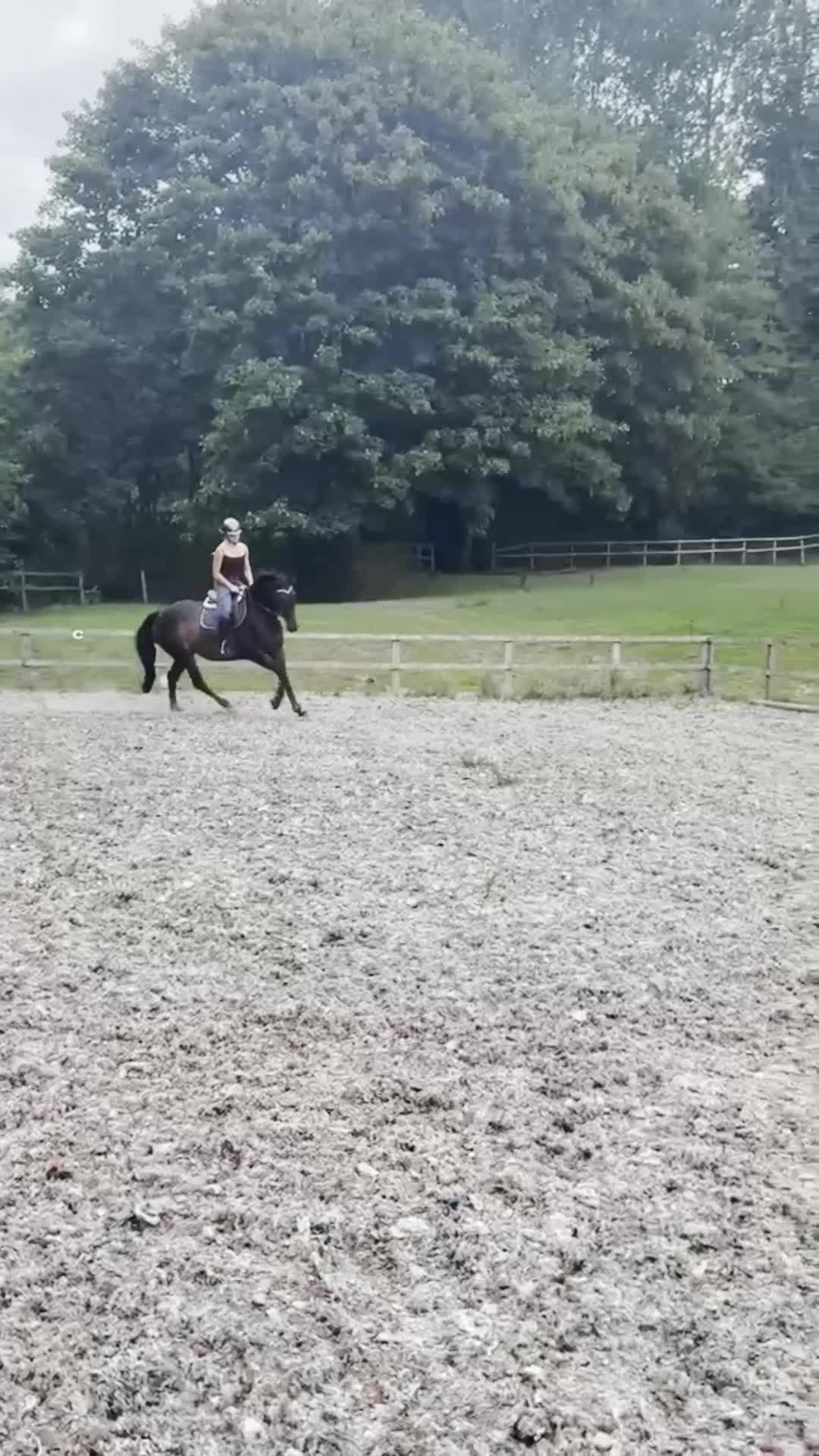 English Thoroughbred horses for sale: Beautiful 16.2 dark bay mare (cherry)  - Video 1