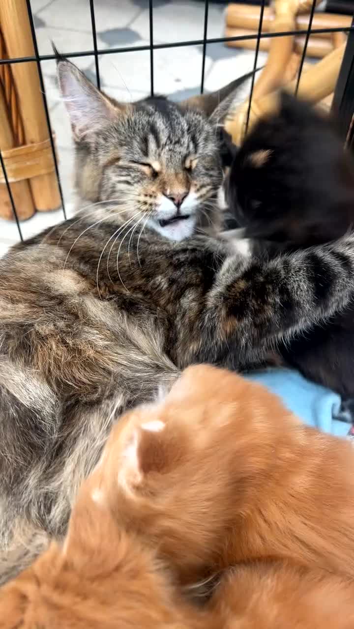 Maine Coon cats for sale: Maine Coon Kittens  - Video 2
