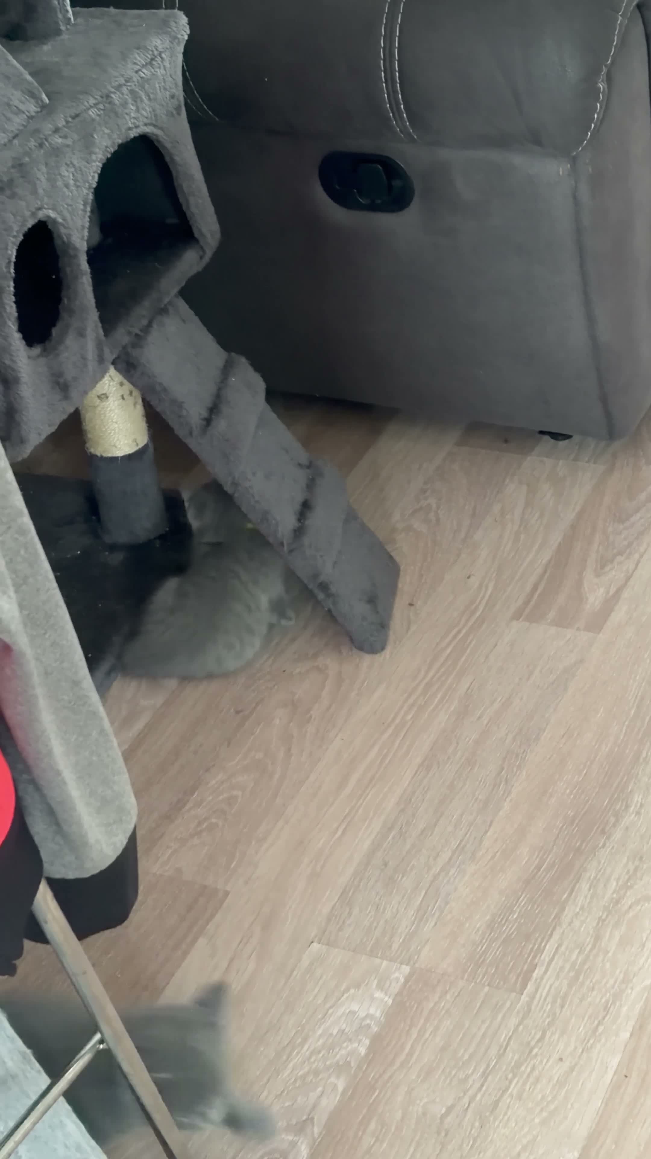 British Shorthair cats for sale: Beautiful British shorthair 1 girl left! - Video 1