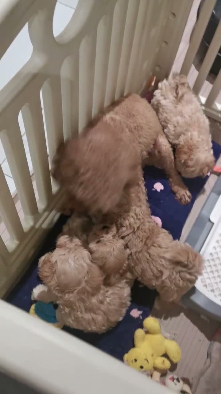 Maltipoo dogs for sale: Tiny Maltipoo F1 KC Parents Extensively DNA Clear  - Video 1