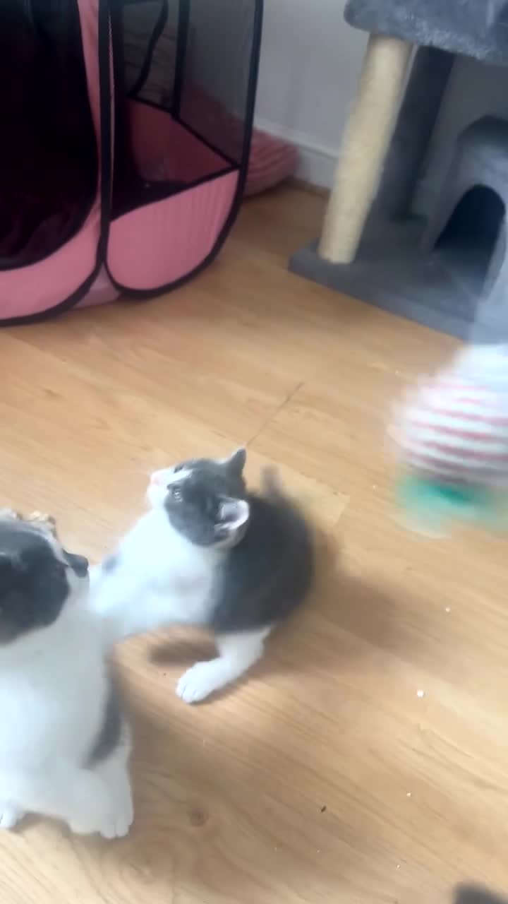 British Shorthair cats for sale: British shorthair kittens in Derby - Video 1