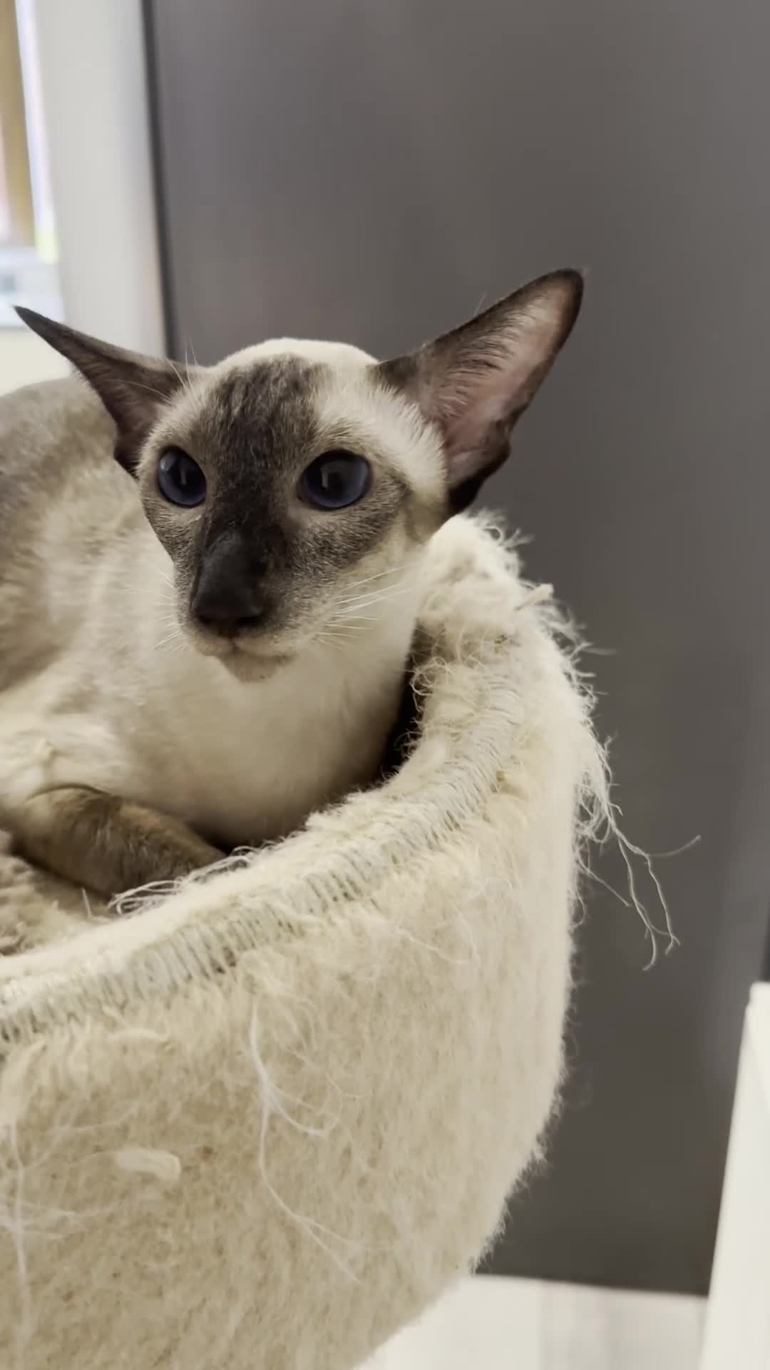 Siamese cats for sale: Siamese Female Seal Point - Active Register - Video 1