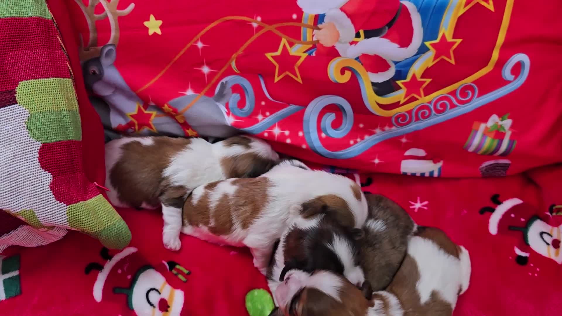 Shih Tzu dogs for sale: Shitzu puppies - Video 1