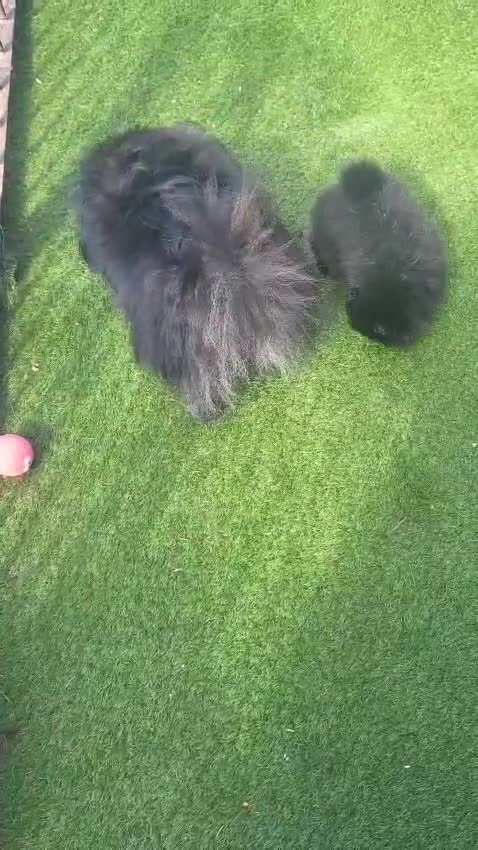 Pomeranian dogs for sale: Stunning health tested Pomeranian Boy  - Video 1