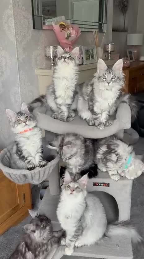 Maine Coon cats for sale: READY TO LEAVE Outstanding Maine coon kittens  - Video 1