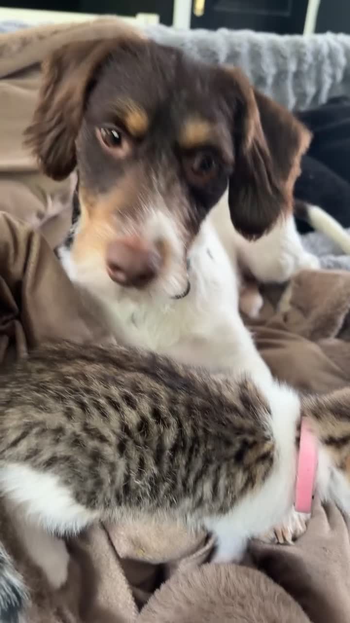 Mixed Breed cats for sale: Scar  - Video 1
