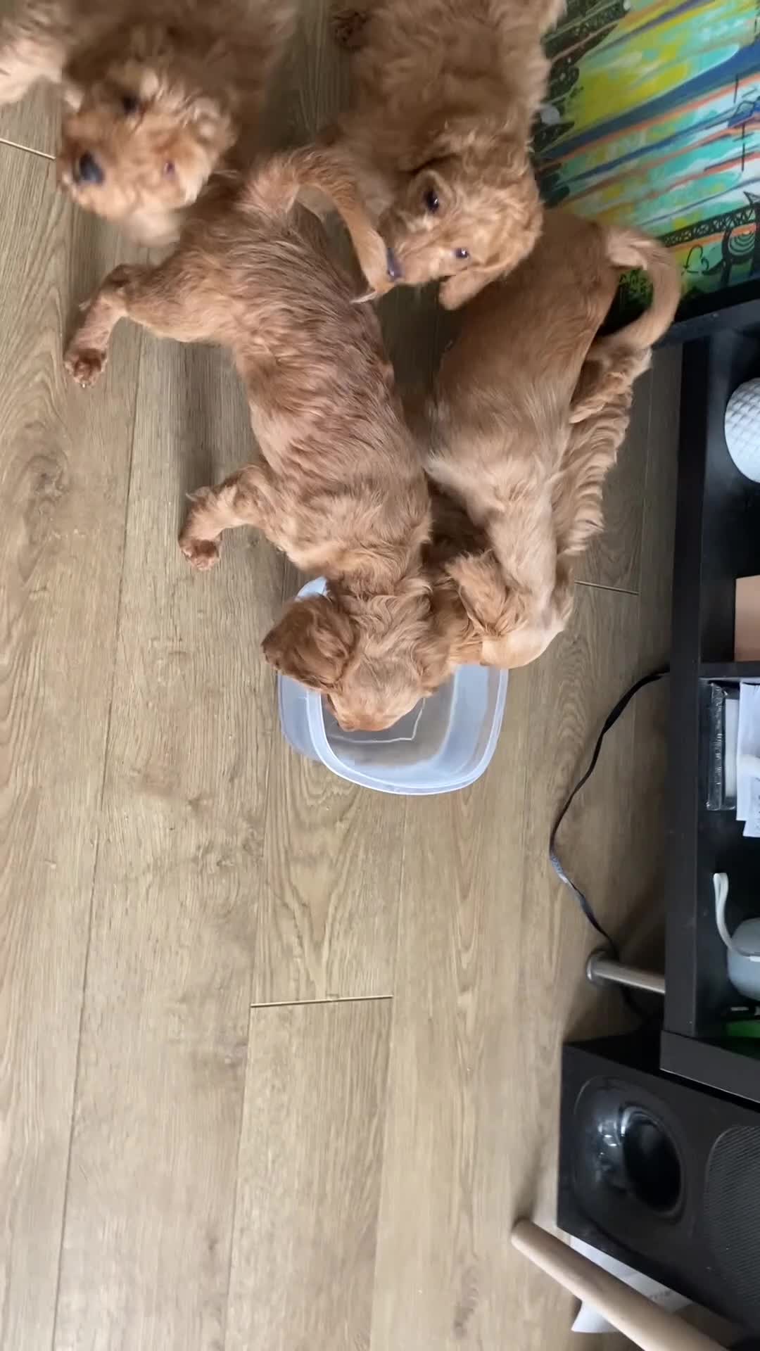 Cockapoo dogs for sale: Toy Poodle Cross Puppies, Mum & Dad Seen, London - Video 3
