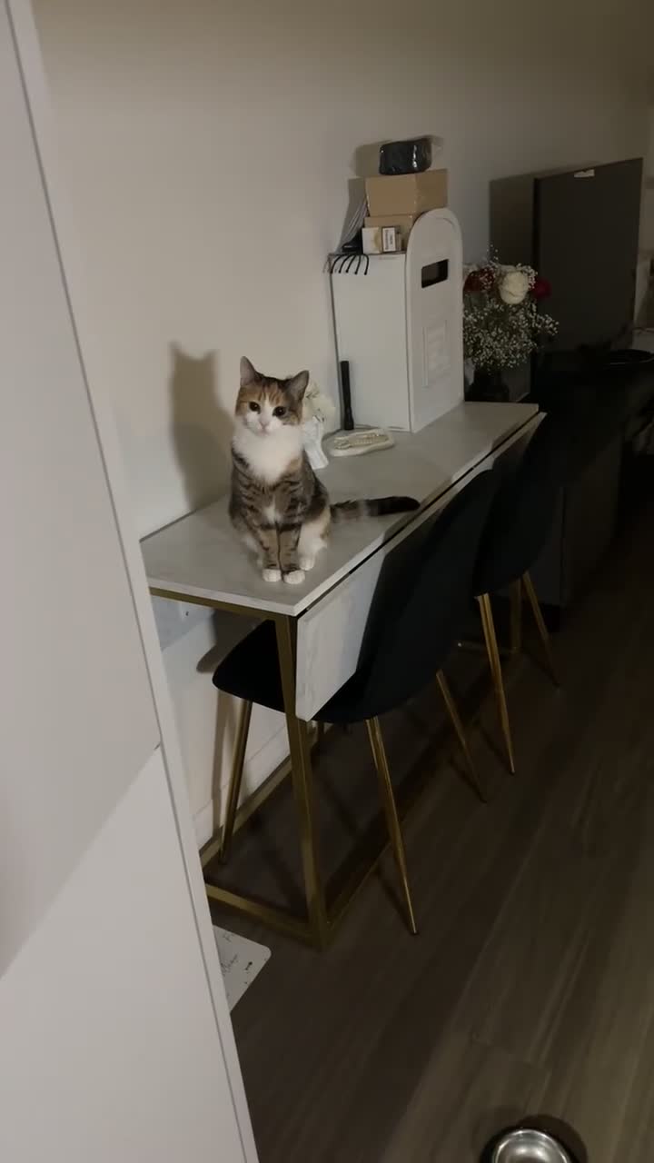 Domestic Shorthair cats for sale: Nala (5) & Kiara (1) - Video 2