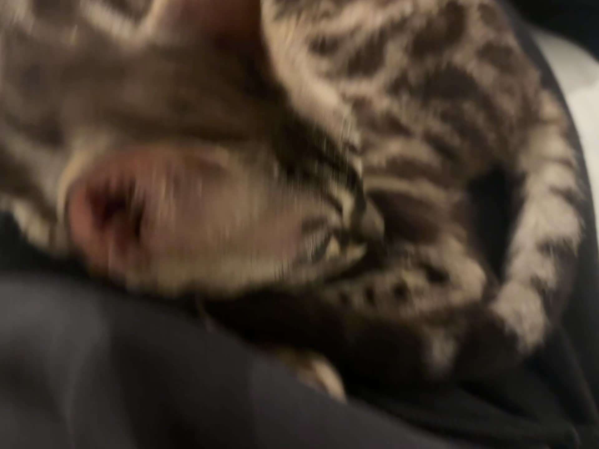 Bengal cats for sale: 🏆Gorgeous Brown Pedigree bengal girl🏆  - Video 2