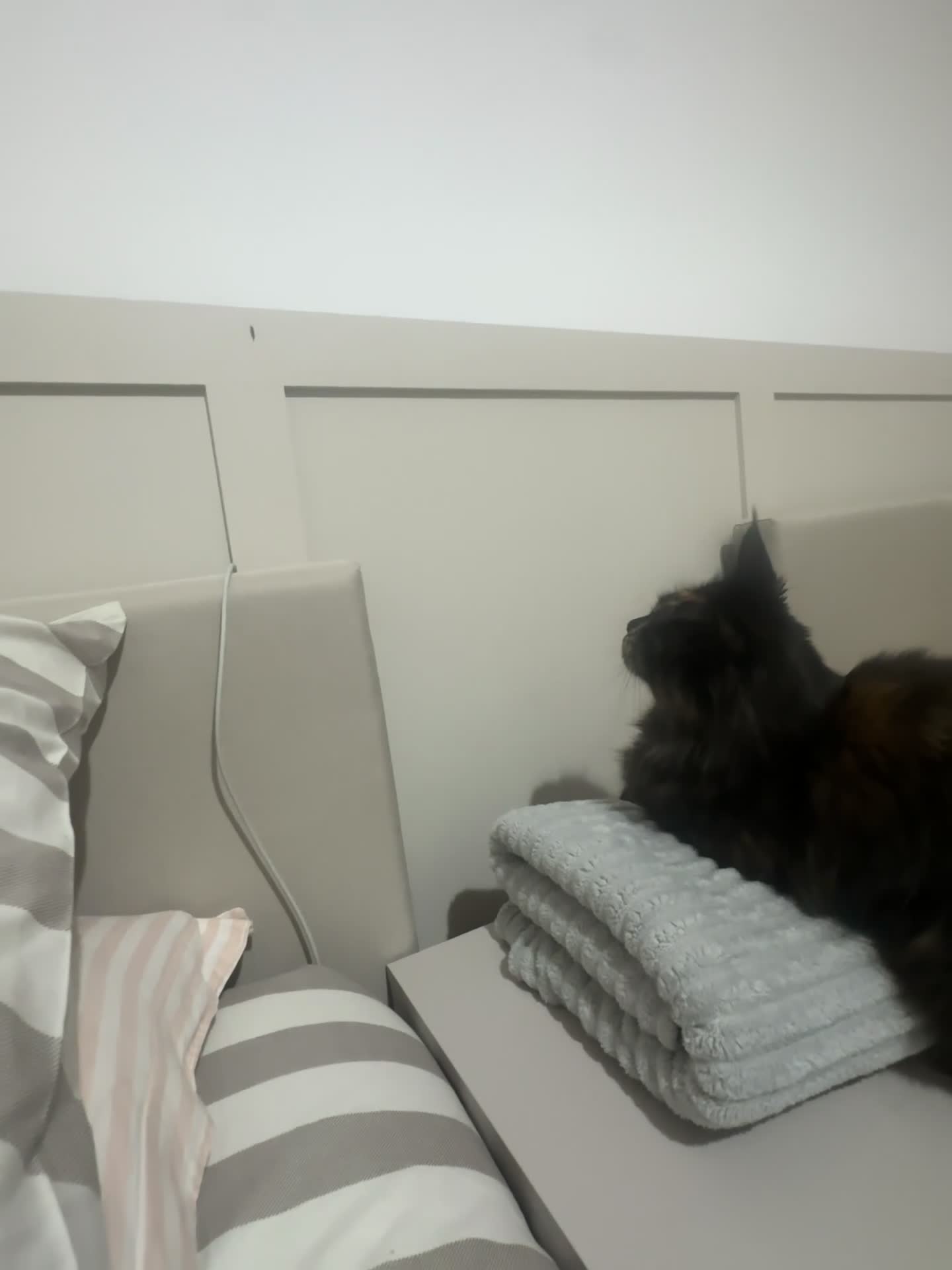 Maine Coon cats for sale: TICA & GCCF Maine coon Girl in Sheffield - Video 1