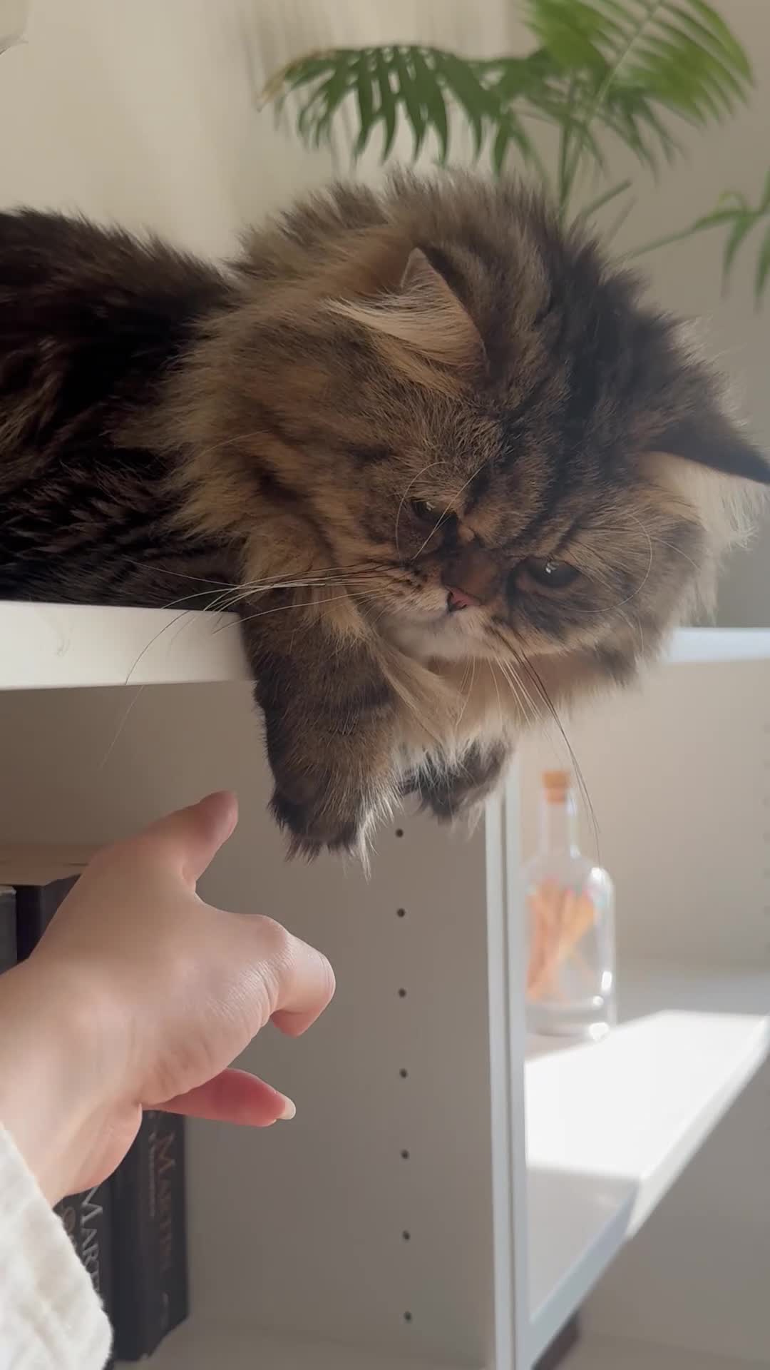 Persian cats for stud: Proven Persian Stud Cat  - Video 2