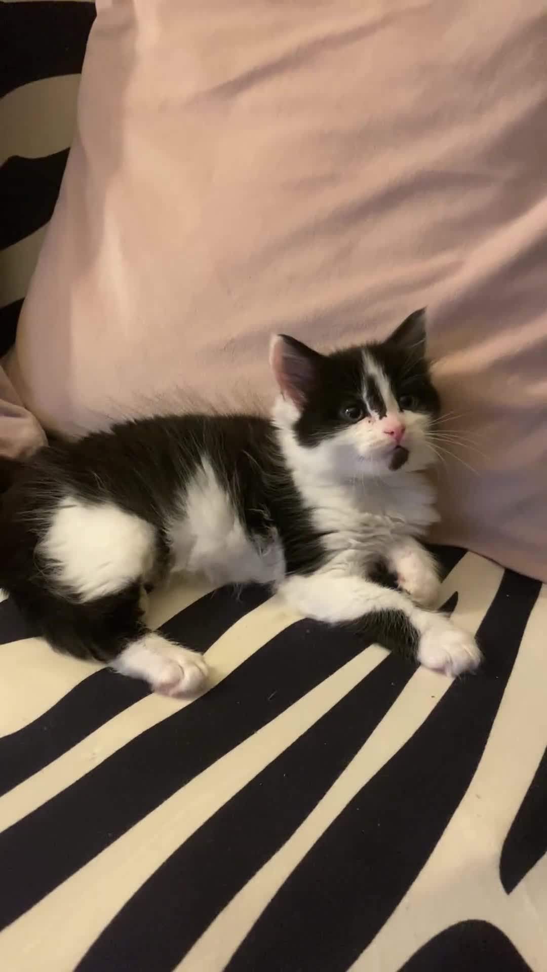 Mixed Breed cats for sale: Black/white shorthair female kitten  - Video 2
