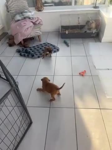 Boxer dogs for sale: Boxer puppies - Video 1