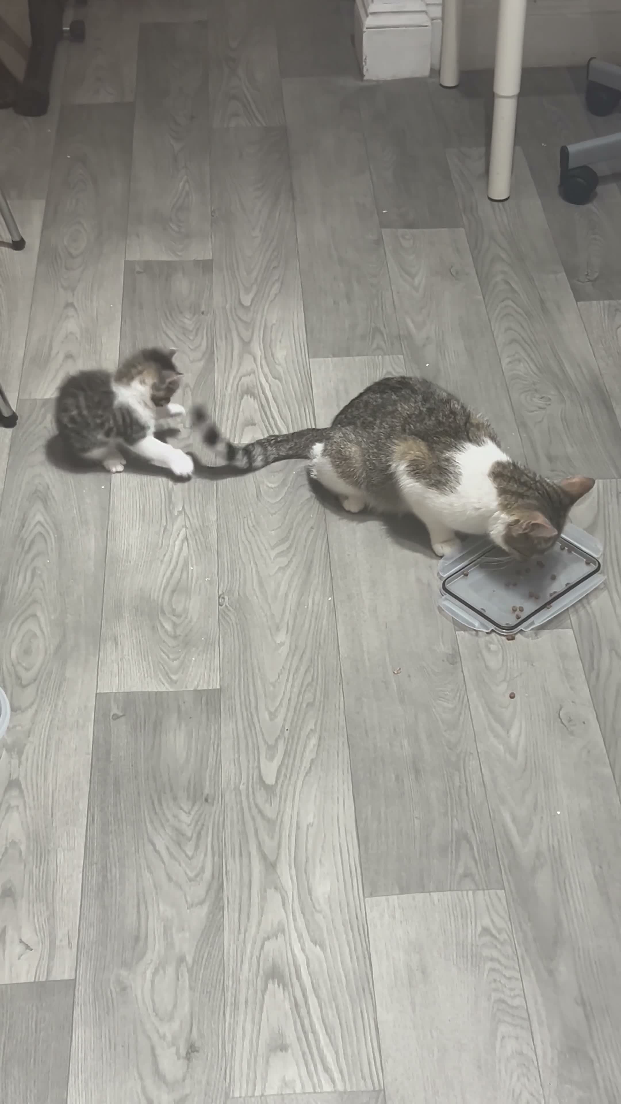 Mixed Breed cats for sale: Two kittens for sale!  in London - Video 4