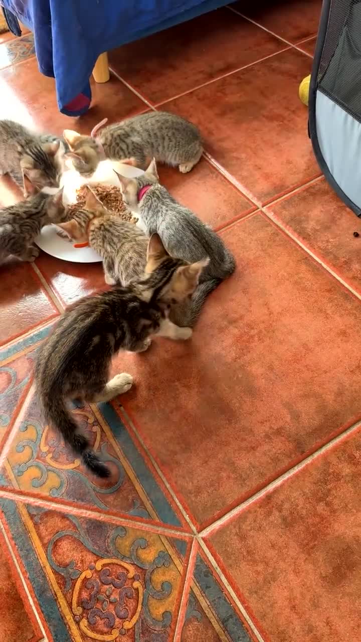 Bengal cats for sale: 🐾 Beautiful Bengal x Maine Coon Kittens 🐾 - Video 1