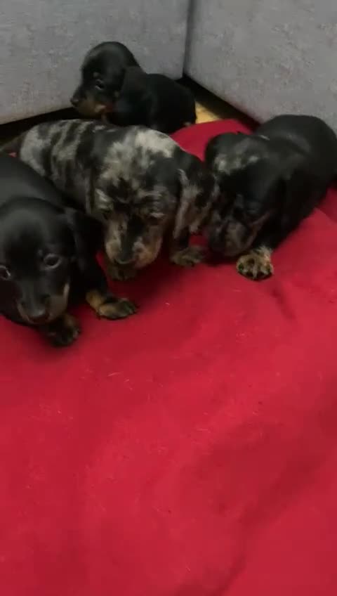 Miniature Dachshund dogs for sale: Beautiful Daches  in Manchester - Video 1