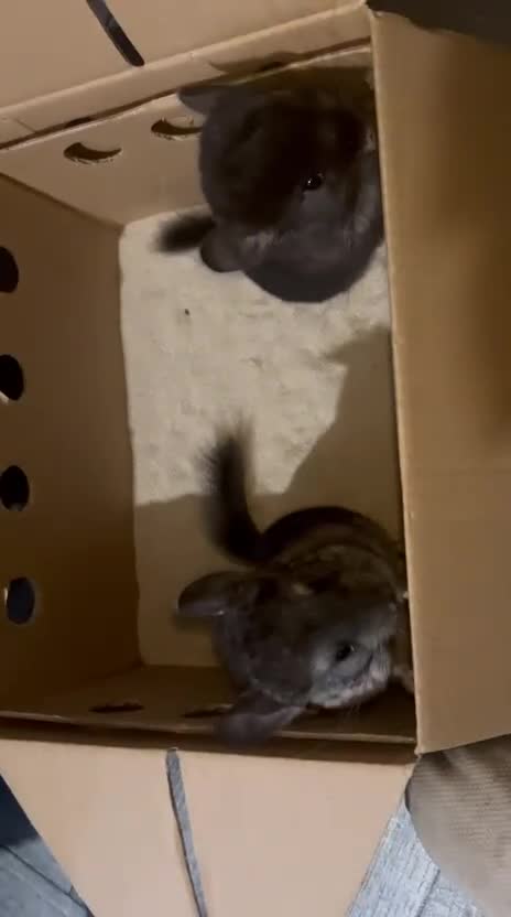 Chinchilla rodents for sale: { Still available female med ebony kit )  £80  - Video 2