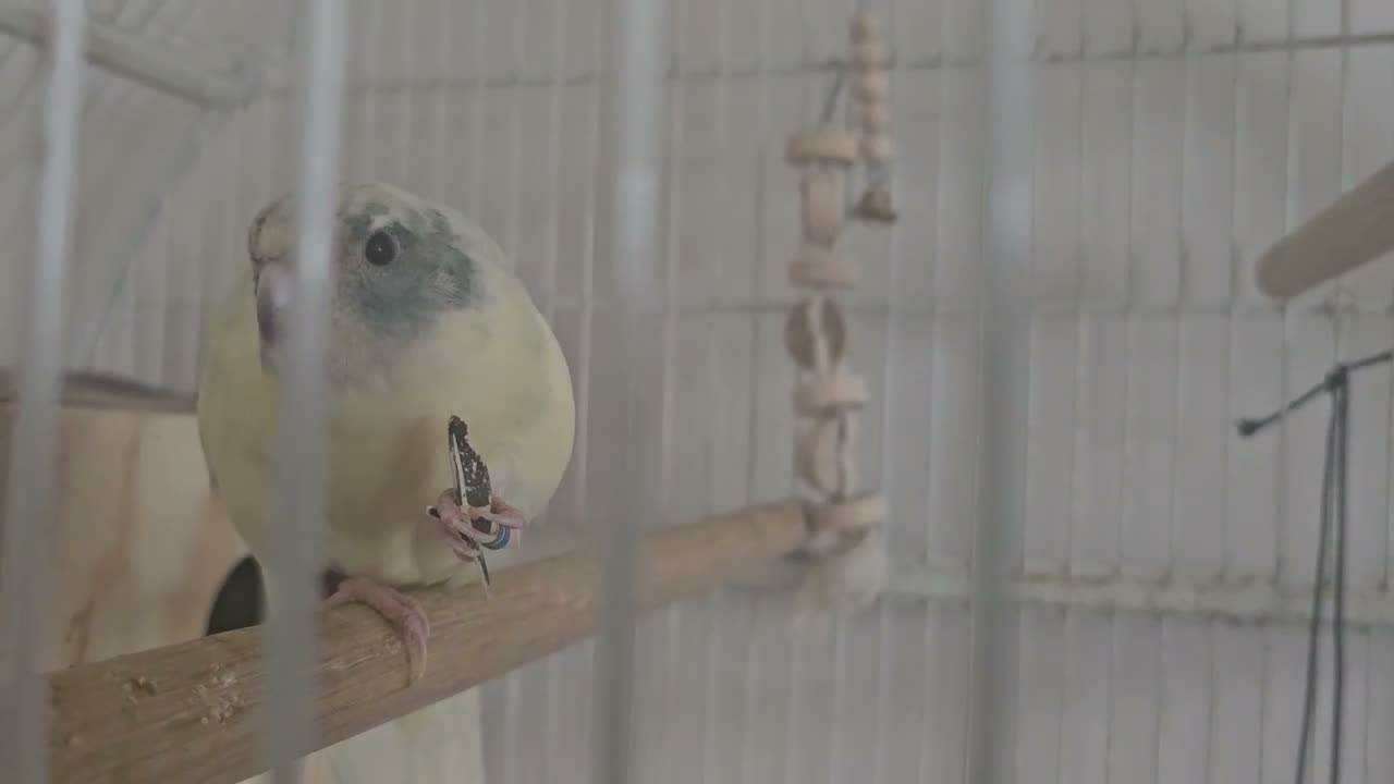 Parakeets birds for sale: Kakariki hen in Bradford - Video 1