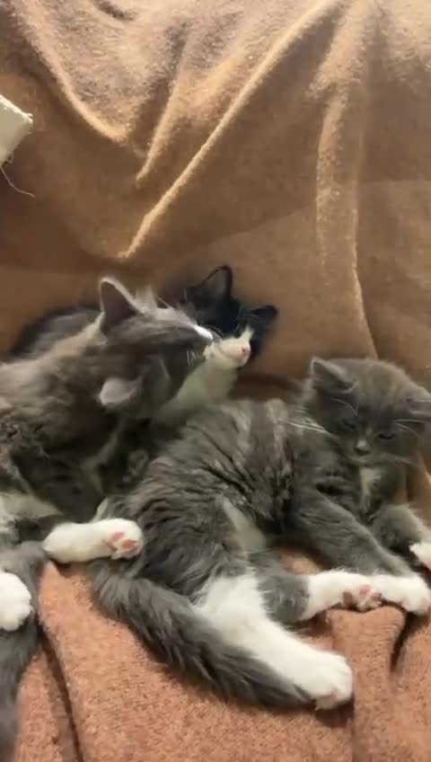 Domestic Shorthair cats for sale: Kittens for sale urgent - Video 1