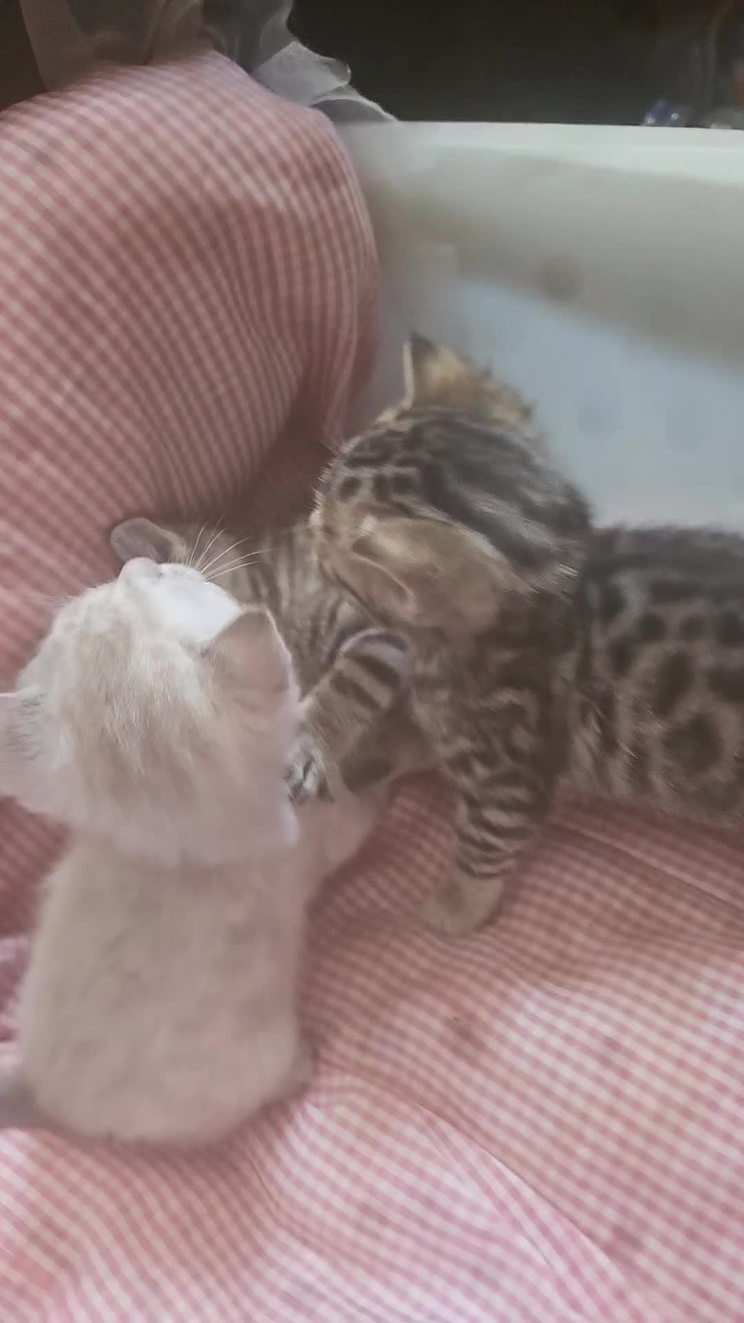 Bengal cats for sale: 3 male bengals  - Video 1