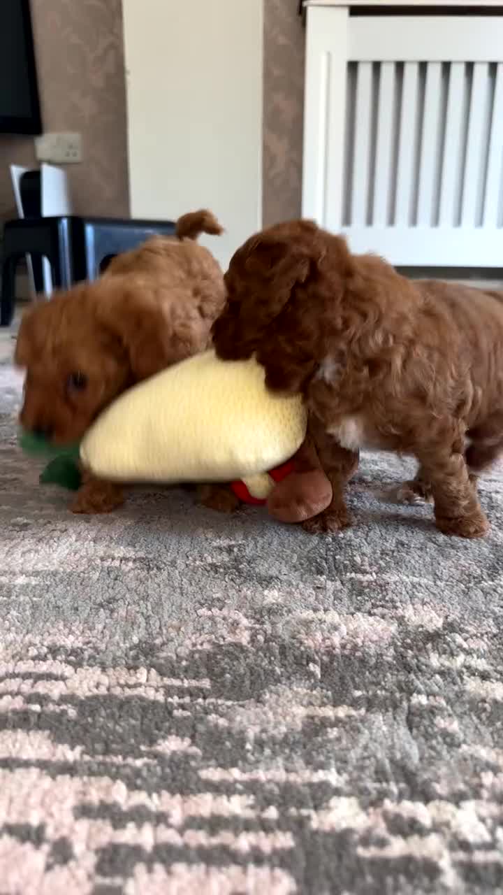 Toy Poodle dogs for sale: Toy poodles deep red. 2 - Video 2